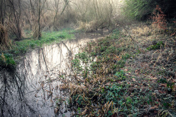 Foggy Sunrise at Canal in Ireland