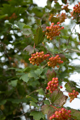 Red berries of tree in Forest Kuinre. Kuinderbos. Noordoostpolder Netherlands. 