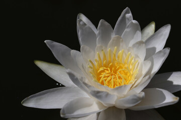 White water lily in black water. Beautiful white flower on a dark background close-up. Selective focus
