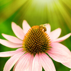 echinacea flower