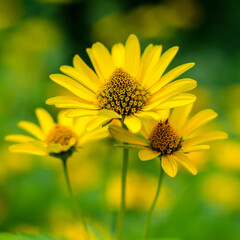 helianthus tuberosus