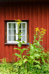 Overgrown garden by a house wall