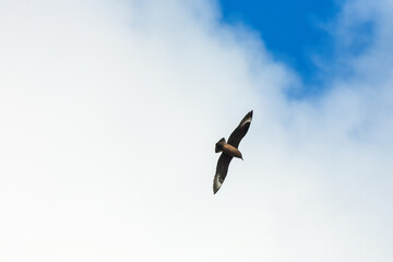 Great skua flying on the sky