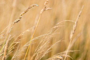 Grass straws on a meadow