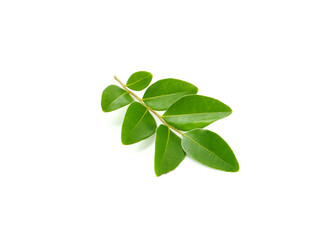 Small green leaves isolated on white background