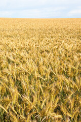 Grain fields in the country