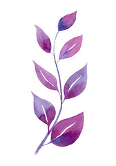 Watercolor Branch with violet and pink Leaves. Floral hand painted illustration on white isolated background. Design for wedding Invitations and postcards