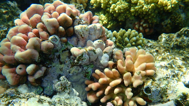 Stony coral Hood coral or Smooth cauliflower coral (Stylophora pistillata) undersea, Red Sea, Egypt, Sharm El Sheikh, Nabq Bay
