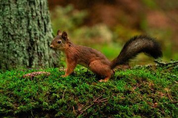 Naklejka na ściany i meble Curious red squirrel on top a mossy rock in a lush forest 