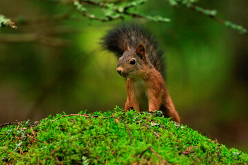 Naklejka na ściany i meble Curious red squirrel on top a mossy rock in a lush forest 