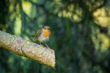 A european robin on a spruce tree branch in a nordic forest