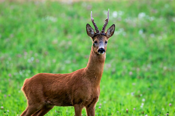Naklejka na ściany i meble Adult buck roe deer on a clover field