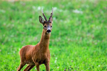 Adult buck roe deer on a clover field