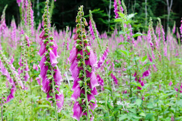 Roter Fingerhut (Digitalis purpurea)