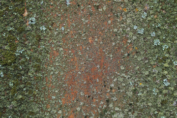 Grungy and uneven metal wall background, texture. Old brown and rusty surface overgrown with lichen or fungus. Abstract pattern of painted surface. A sketch of an old blooming wall