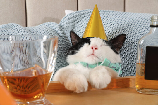 Cute Cat Wearing Birthday Hat Near Tray With Whiskey At Home. After Party Hangover