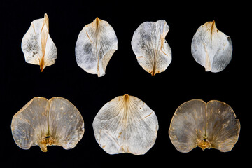 Rows of dried, translucent, rose petals in contrast with black background