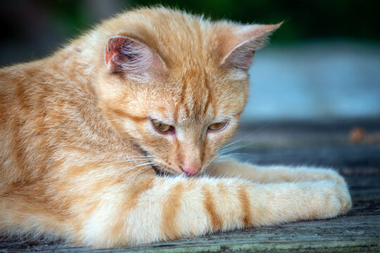 This tabby cat looks very cozy and comfortable as it rests on top of the wooden picnic table in Missouri. Bokeh effect.