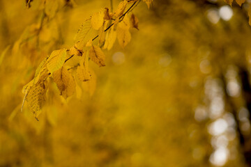 Fall, autumn, leaves background. A tree branch with autumn leaves on a blurred background. Landscape in autumn season