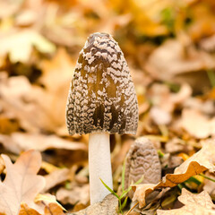 amanita