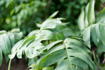 Philodendron xanadu. Is a tropical plant Can be planted in hot and humid environments, relatively easy care.
