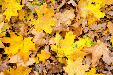 autumn leaves