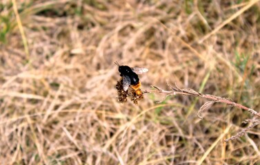 butterfly on the grass
