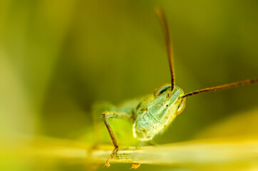green grasshopper