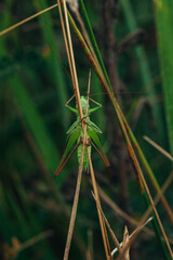small green grasshopper sits on the grass in the afternoon macro portrait shot