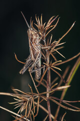 small brown grasshopper sits on the grass during the day close-up portrait