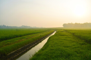 morning in the field with green grass