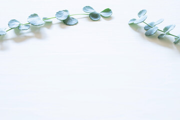 白い背景に植物の葉の写真素材