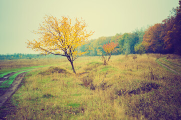 autumn landscape