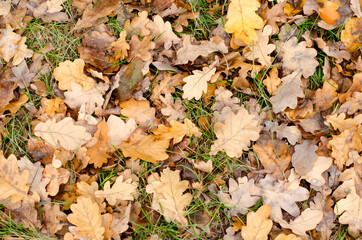 autumn leaves
