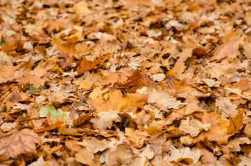 autumn leaves