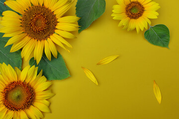 Sunflowers  composition  on yellow background. Top view,  flat lay, copy space.