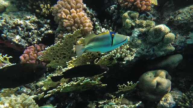 Picasso Triggerfish near Coral Reef. Snorkeling Diver Follow Picassofish in Red Sea. Rhinecanthus aculeatus