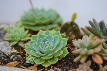 Echeveria elegans succulent flower