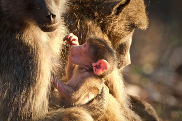 Baby baboon in wild