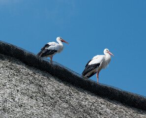 Weißstorch steht auf einem Reeddach eines Wohnhauses