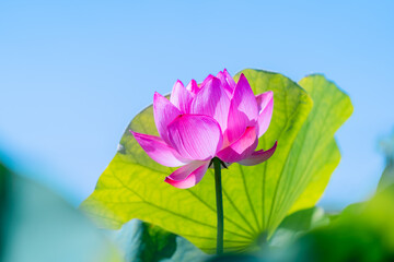 古代蓮