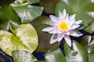 White, blooming water lily in summer