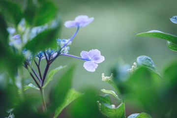 紫陽花