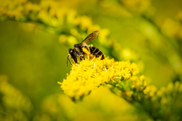 bee on flower