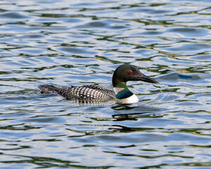 Common Loon Photo. Loon female swimming with a blur water foreground and background in its environment and habitat surrounding. Picture. Portrait. Image.