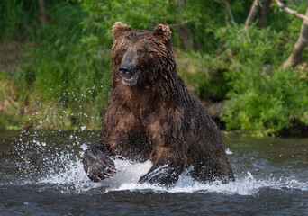 Obraz premium Brown bear running on the river and fishing for salmon. Front view. Brown bear chasing sockeye salmon at a river. Kamchatka brown bear, Ursus Arctos Piscator. Natural habitat. Kamchatka, Russia.