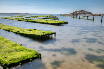 Fototapeta premium Oyster park in Morbihan in Brittany. The green algae has settled on the oyster traps