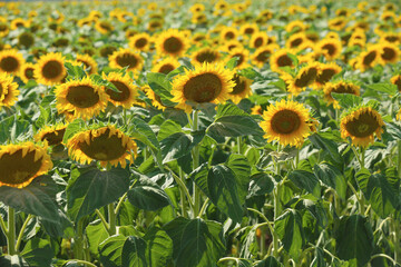Beautiful blooming sunflowers in field on summer day