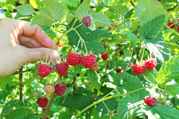 farmer shows a lot of red raspberries on a branch, a harvest of berries in the garden. 