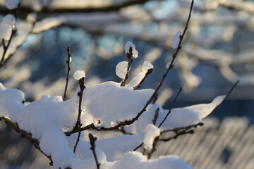 Snow covered alder tree branch against defocused background. Selective focus and shallow depth of field.